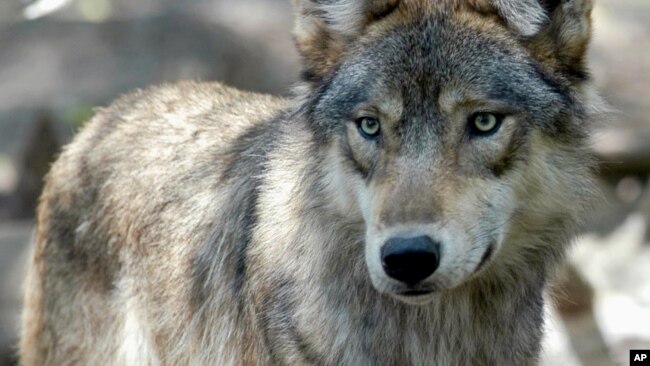 2004年7月16日明尼苏达州森林湖野生动物科学中心的灰狼。