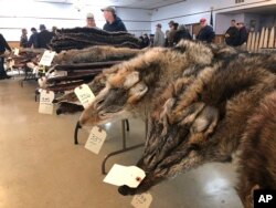 Coyote pelts for sale line tables at a trappers' auction in Herkimer, N.Y., Feb. 2, 2019. Coyote pelts are in big demand to provide the lush, silvery or tawny-tinged arcs of fur on the hoods on Canada Goose coats and its many global imitators.