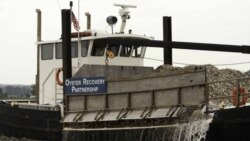 The Oyster Recovery Program plants more than two billion baby oysters in state protected waters.