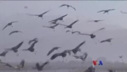 ကြိုးကြာငှက်တို့နားခိုရာ