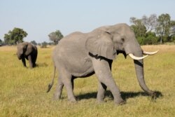 FILE - A pair of male elephants is seen in the Okavango Delta, Botswana, April 25, 2018.