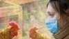 Surtos de gripe aviária H5N6 confirmados na Coreia do Sul