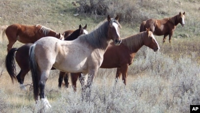 Decision on North Dakota Wild Horses Expected Next Year