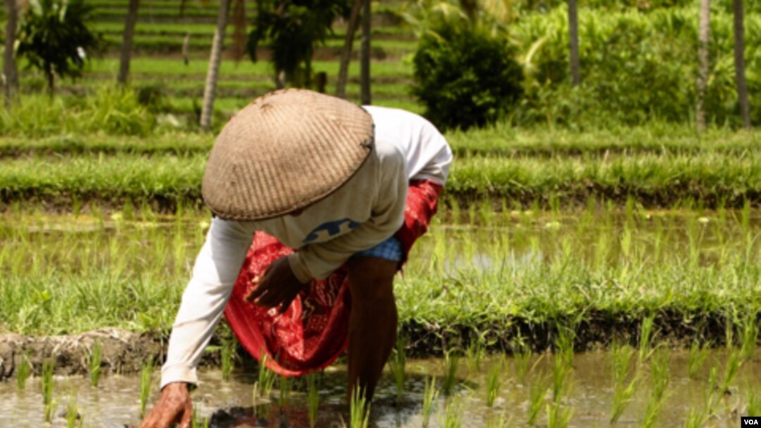 Menurut LSM, 70 persen produksi pangan Indonesia dihasilkan oleh petani kecil.