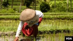 Menurut LSM, 70 persen produksi pangan Indonesia dihasilkan oleh petani kecil.