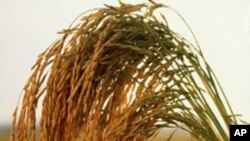 การรับประทานข้าวที่ผ่านการขัดสีน้อย อาจช่วยลดความเสี่ยงต่อการเป็นโรคเบาหวาน