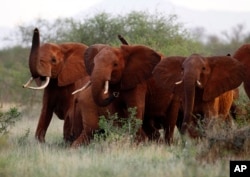 FILE— In this March 9, 2010, file photo, elephants use their trunks to smell for possible danger in the Tsavo East national park, Kenya.