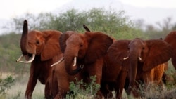 Kenyan conservationists lament killing of large tusked Elephants