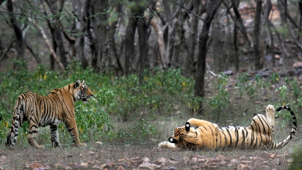 Study Finds India’s Tiger Population Doubled in 12 Years