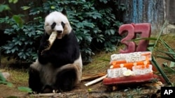 Jia Jia menyantap bambu sementara kue ulang tahunnya yang terbuat dari es dan sayur-sayuran terletak di sampingnya, di kebun binatang Ocean Park di Hong Kong, Selasa (28/7).