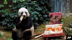 Panda raksasa Jia Jia memakan bambu di samping kue ulang tahun yang disiapkan untuknya di Ocean Park, Hong Kong, pada 28 Juli 2015. (Foto: AP/Kin Cheung)