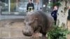 Zoo Animals Roam Flooded Georgian Capital