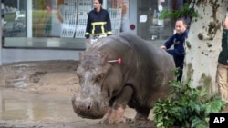 Hipopótamos andaram pelas ruas de Tbilisi