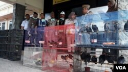 Ratusan burung asal Kalimantan Timur yang akan diselundupkan disita oleh petugas di Surabaya (foto: Petrus Riski/VOA).