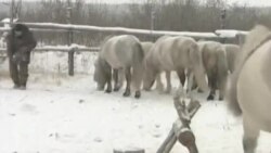 U Sibiru, pokušaj 'povrata divljine'