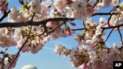 美國首都華盛頓櫻花盛開