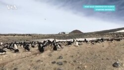 Как считают пингвинов в Антарктиде?