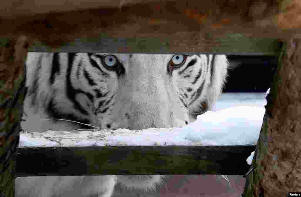 Khan, a five-year-old male White Bengal tiger, looks on inside an open-air cage at the Royev Ruchey zoo in Krasnoyarsk, Russia.