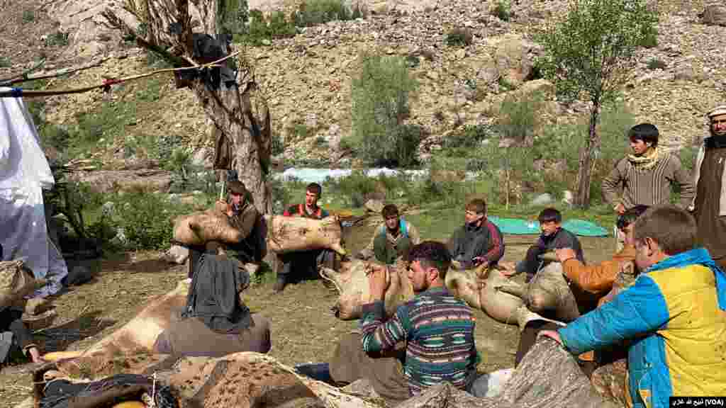 مالداری و زراعت، شغل عمدهٔ باشندگان درهٔ کانتیوا نورستان است