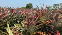 FILE PHOTO: Pineapples grow in a field in Kaohsiung, Taiwan February 27, 2021. REUTERS