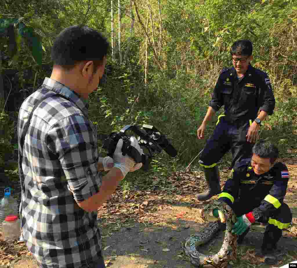 VOA videographer Zinlat Aung recording firemen preparing to free a reticulated python which was captured in Bangkok, Feb. 28, 2016. (S. Herman/VOA)