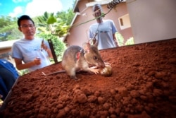 African giant pouched rats are trained to detect landmines by using their extraordinary sense of smell.