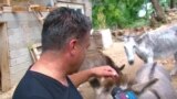 Фарма за магариња во Охрид