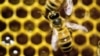 FILE - Bees are "losing ground," one specialist warns.