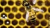 Feds Propose Multi-pronged Plan to Reverse Decline in Bees