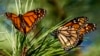 ARCHIVO - Mariposas monarca posadas en ramas del Monarch Grove Sanctuary de Pacific Grove, California, el 10 de noviembre de 2021. (AP Foto/Nic Coury, Archivo).