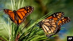 ARCHIVO - Mariposas monarca posadas en ramas del Monarch Grove Sanctuary de Pacific Grove, California, el 10 de noviembre de 2021. 