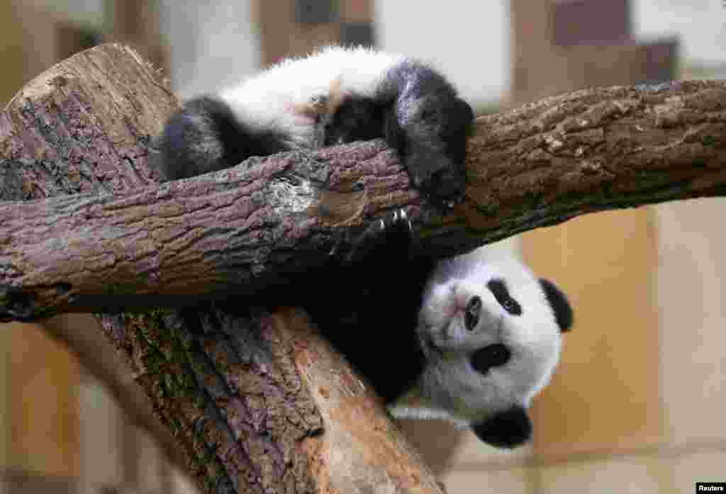 Giant Panda cub Fu Feng is seen in its enclosure at Schoenbrunn Zoo in Vienna, Austria.