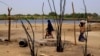 Au Tchad, les criquets menacent la production agricole 