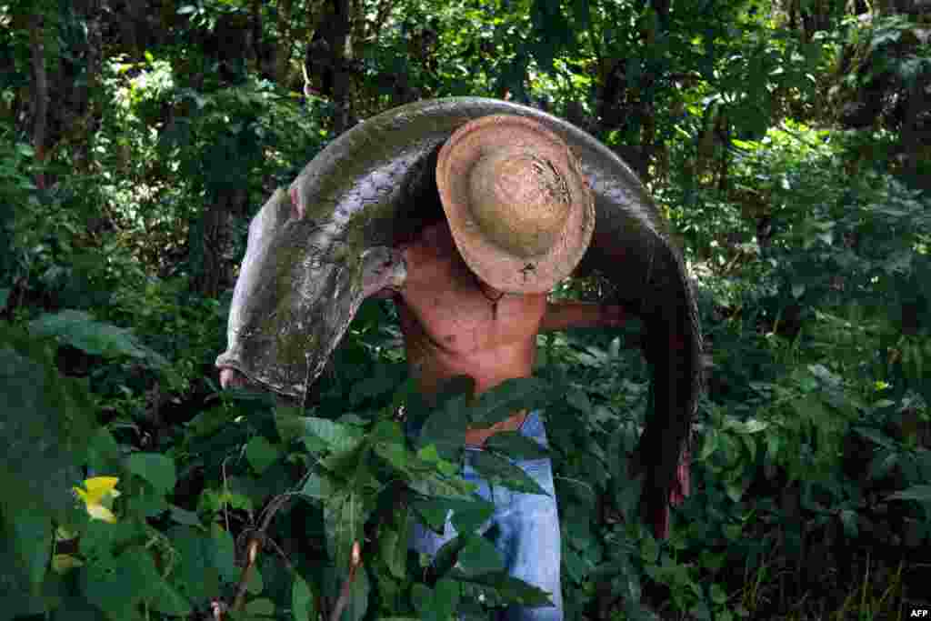 A fisherman carries a large Pirarucu (Arapaima gigas) at the Piagacu-Purus Sustainable Development Reserve in Amazonas state, Brazil.