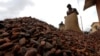 Ivory Coast Fights Child Labor on Cocoa Plantations