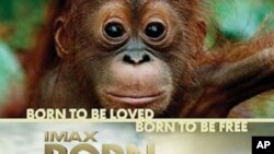 Film 'Born To Be Wild' govori o zaštiti osirotjele mladunčadi slonova i orangutana