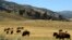 Yellowstone Ringing Phones: FILE - In this Aug. 3, 2016 file photo, a herd of bison grazes in the Lamar Valley of Yellowstone National Park in Wyo. Park administrators appear to have lost ground on a 2009 pledge to minimize cell phone access in backcountry areas. Signal coverage maps for two of Yellowstone's five cell phone towers show calls can now be received in large swaths of the park's interior such as the picturesque Lamar Valley. 