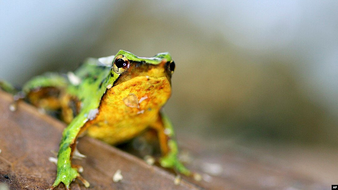 Scientists hope these tiny froglets can save their species