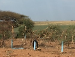 Vegetation is destroyed by elephants along the Botswana-Namibia border. (Mqondisi Dube/VOA)