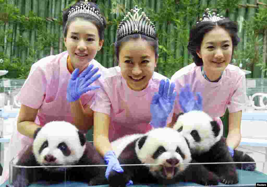 The winners of the Miss Chinese contest -- from left, He Wenqian, Liu Zhongqing and Yang Xue -- pose with giant pandas at the Chimelong Safari Park in Guangzhou, Guangdong province. 