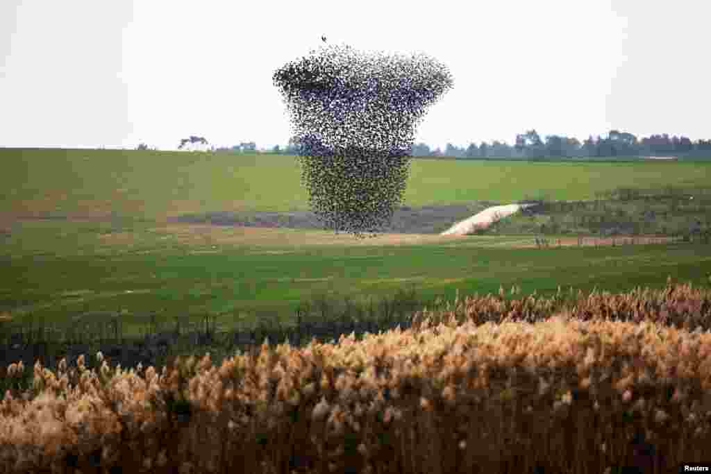 A murmuration of starlings fly above fields near Kiryat Gat, southern Israel, Jan. 13, 2021.