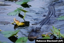 An alligator glides through the water in Florida's Everglades National Park, Friday, May 17, 2024.