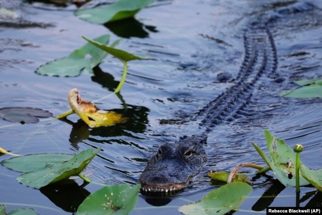 An alligator glides through the water in Florida's Everglades National Park, Friday, May 17, 2024.