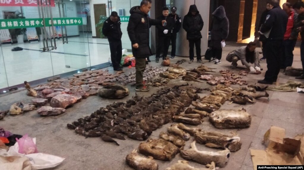 2020年1月9日反偷猎特遣队照片: 警方在安徽省广德市调查查获的野生动物。(photo:VOA)