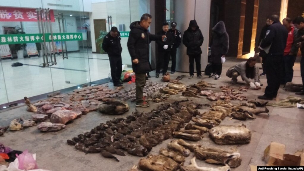 Satuan anti-perburuan satwa liar China menyita sejumlah barang bukti perdagangan ilegal satwa liar di Kota Guangde, Provinsi Anhui, China, 9 Januari 2020. (Foto: AP)
