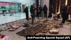 In this Jan. 9, 2020, photo provided by the Anti-Poaching Special Squad, police look at items seized from store suspected of trafficking wildlife in Guangde city in central China's Anhui Province.
