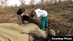 Poachers slaughtered 300-400 elephants for their tusks in Cameroon during a killing spree that began in mid-January 2012.(IFAW) 