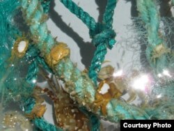 FILE - Section of plastic filament net pulled aboard from the open ocean. (Credit: G. Boyd, SEA Education Association)