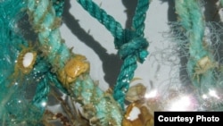Section of plastic filament net pulled aboard from the open ocean. (Credit: G. Boyd, SEA Education Association)