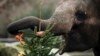 Seekor gajah Asia makan roti dan buah-buahan yang menghiasi pohon Natal di Kebun Binatang Tierpark di Berlin, Jerman, 3 Januari 2020. (Foto: AP/Markus Schreiber)